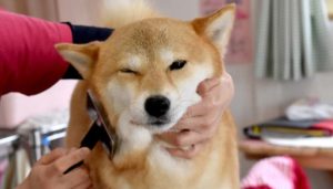 思わず寝てしまうほどきもちいい～愛犬がうっとりする、ブラッシングマッサージ