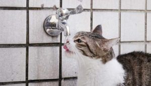 猫は飲水量が足りないと病気になることがあるって ウソ・ホント?