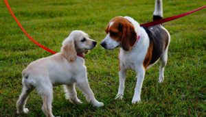 愛犬の散歩のときのしぐさのナゾ？